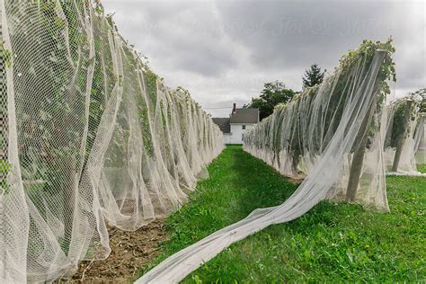 Points To Choose Anti Bird Netting Pay Attention To Elements Direct