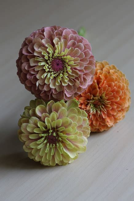 Yasss Queen Red Lime And Other Queen Series Zinnias — The Kokoro Garden