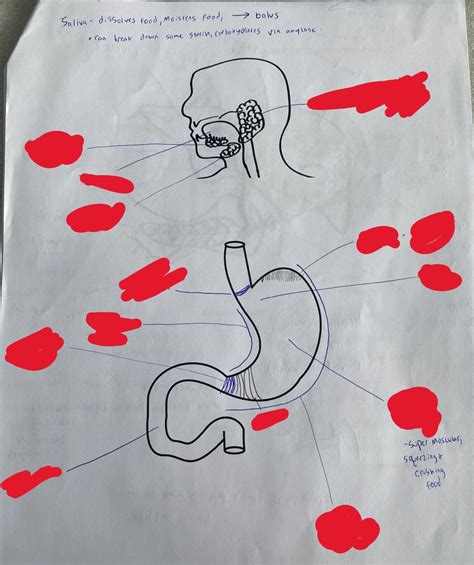 Stomach Labeling Diagram | Quizlet