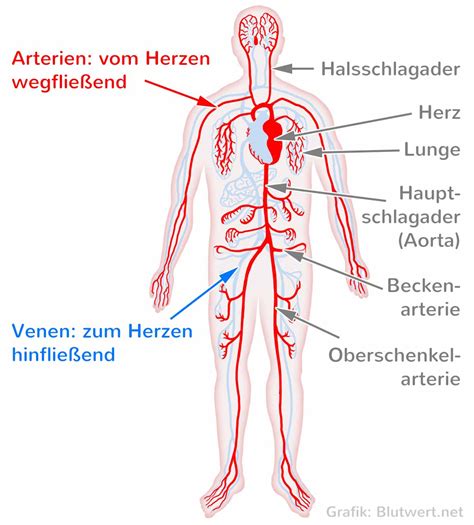 Unterschied Zwischen Vene Und Arterie Captions Trending Update