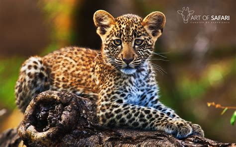 Wallpaper | A Little Leopard Lying On A Log | Art Of Safari