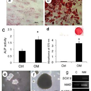 Multipotential Differentiation Of Human Adipose Derived Mesenchymal