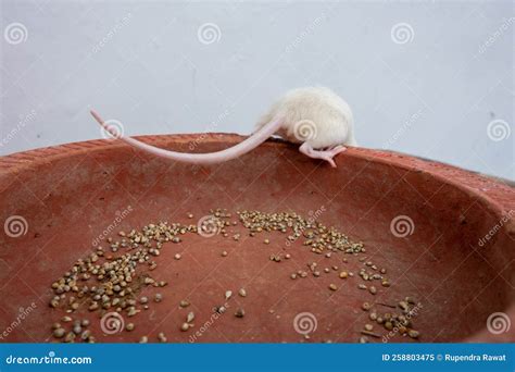 White Laboratory Mouse Mus Musculus Crawling On A Clay Pot Uttarakhand India Stock Image