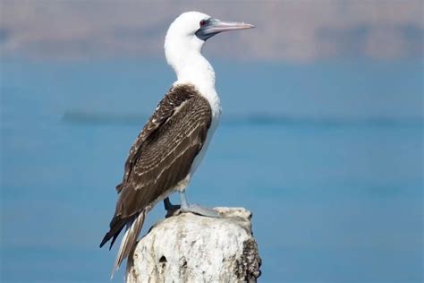 Conoce El Proyecto Peruano Que Busca Convertir A Las Aves Marinas En