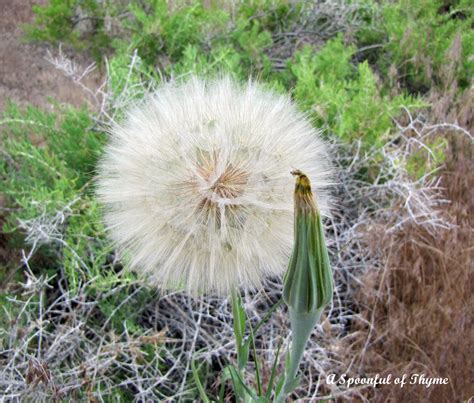 Giant Dandelion