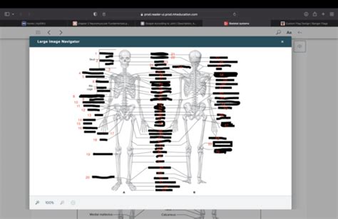 Kinesiology Skeletal Practical Flashcards Quizlet