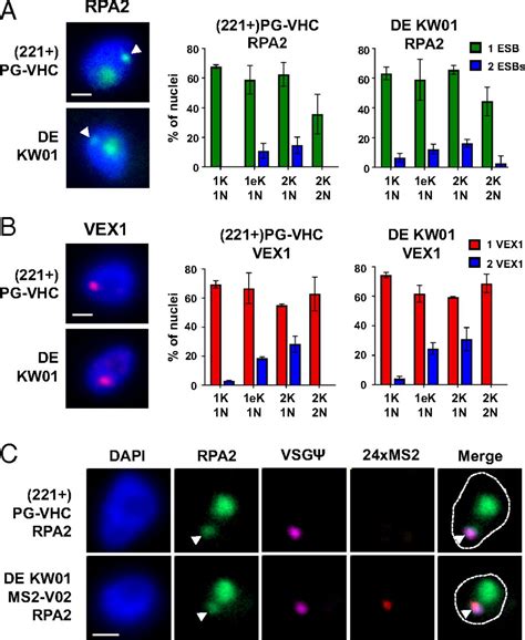 Dynamic Colocalization Of Simultaneously Active Vsg Expression Sites