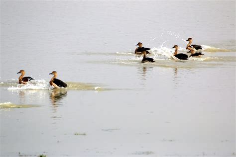 Lesser Whistling Duck Pixahive