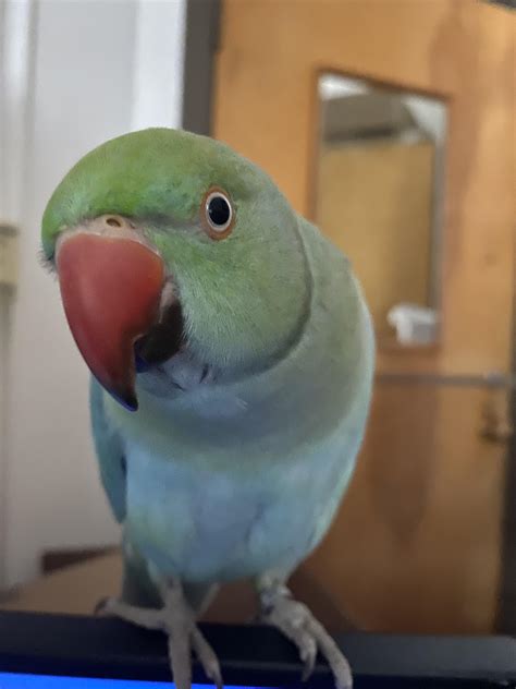 His Beak Condition Is Great Today Rparrots