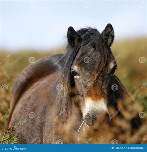 Exmoor Pony Stock Image Image Of Breed Hardy Horse 45857757