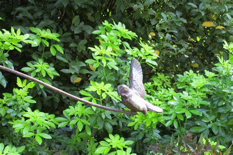 Le Jardin De La Belle Allemande Baronne Samedi