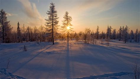 Spruce trees are moving into the Arctic tundra ahead of schedule