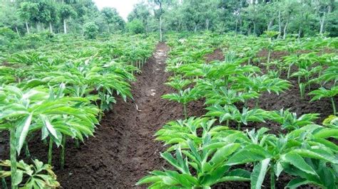 Tanaman Porang Dalam Bahasa Jawa | Amorphophallus muelleri