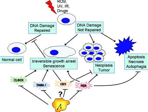 Circadian Proteins And Genotoxic Stress Response Circulation Research