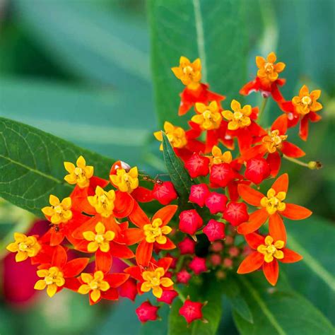 Mexican Butterfly Weed Seeds Tropical Milkweed Wildflower Seed