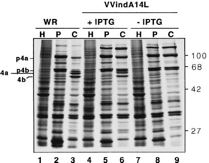 Synthesis And Proteolytic Processing Of Viral Proteins In VVindA14L