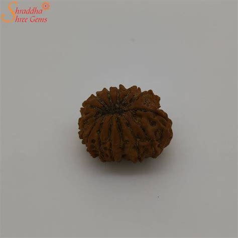 14 Mukhi Rudraksha From Nepal With X Ray Report Shraddha Shree Gems