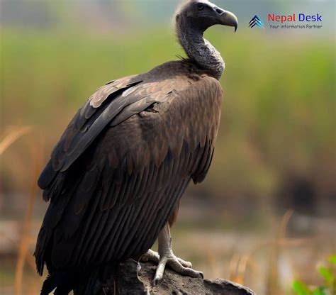 slender billed vulture  graceful glider   skies nepal desk