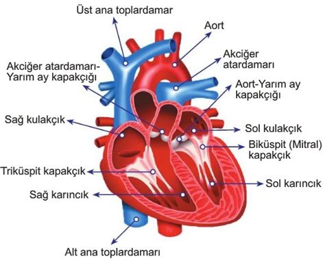 Kalbin Yapısı ve Çalışması 11 Sınıf Biyoloji Konu Anlatımı Ders Notları