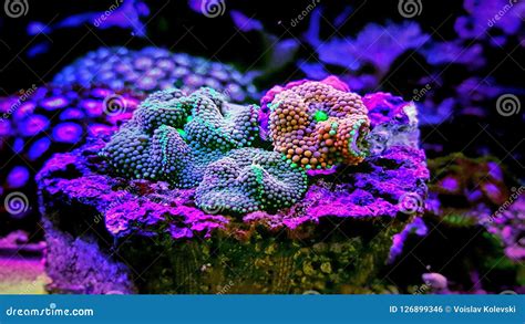 Ricordea Mushroom Coral In Saltwater Reef Aquarium Tank Royalty-Free ...