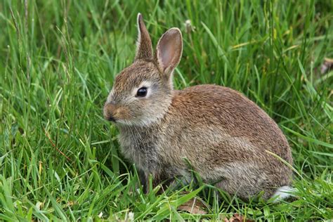 Rabbit Birds Ireland Photography