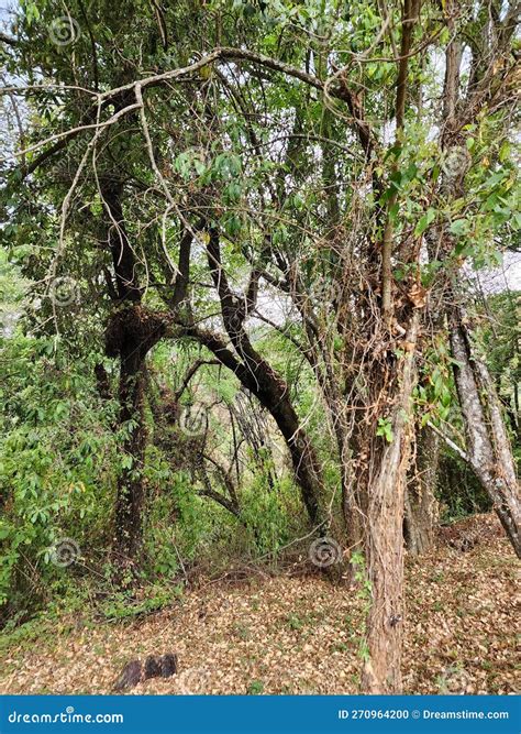 Area with Temperate Forest Trees for Environmental Care Stock Photo - Image of nature ...