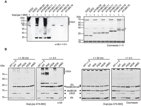 Xopl Displays E2 Specificity In Vitro A In Vitro Ubiquitin Ligase Download Scientific