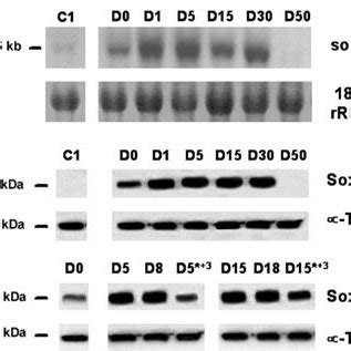 Figure .. DEX-dependent upregulation of Sox9 expression during C1 ... 