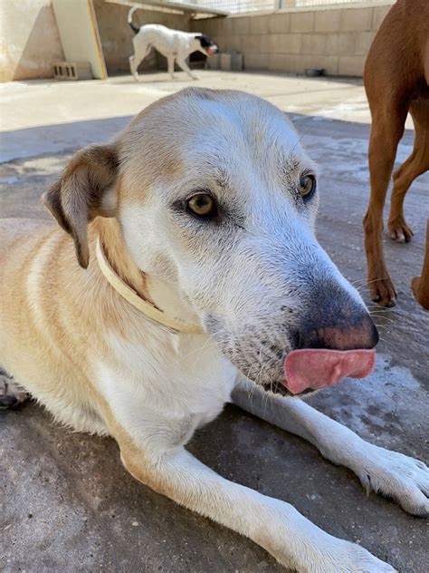 Adoption De Filou Nuria Moyen Chien Chien Crois Moyen R Gion Occitanie