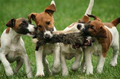 Cute Fox Terrier (Smooth) puppies photo and wallpaper. Beautiful Cute ...