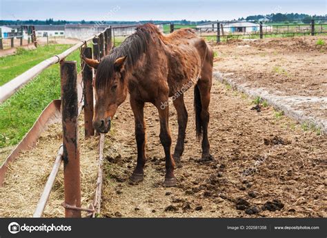 Old Nag Horse Picture Thin Big Horse — Stock Photo © Vishark 202581358