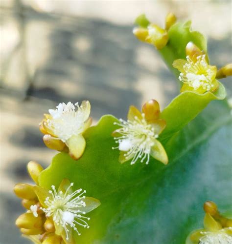 Rhipsalis Crispata