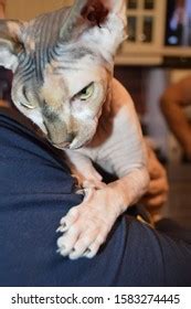 Naked Hairless Cat Breed Sphinx Happily Stock Photo Shutterstock