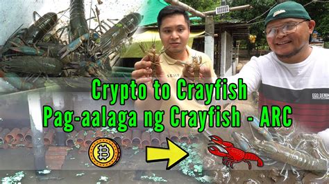 Crypto To Crayfish Pag Aalaga Ng Crayfish Australian Red Claw Part 1