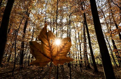 Sonnenlicht Herbst Blätter Kostenloses Foto auf Pixabay Pixabay