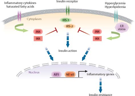 Figure 2 From Alternative Macrophage Activation And Metabolism