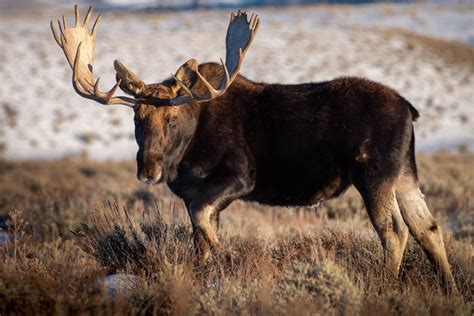 Moose, Moose Photo, Wildlife Photography, Wildlife Photo, Canvas ...