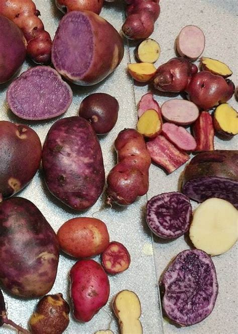 True Potato Seeds Seeds Organic Tps Purple Red Yellow Color Mix