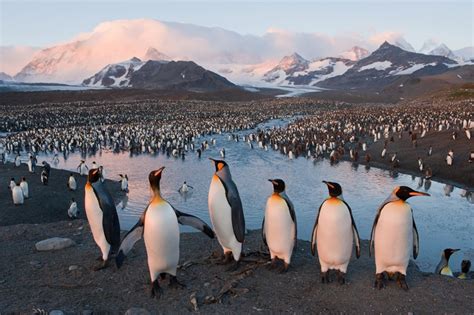 Joel Sartore Born 1962 — Hickory Museum Of Art