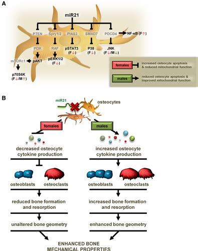 Osteocytic Mir21 Deficiency Improves Bone Strength Independent Of Sex Despite Having Sex