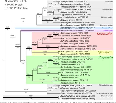 Figure From Examining New Phylogenetic Markers To Uncover The