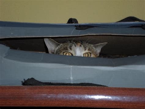 I Thought I Saw A Pussy Cat By Devil A7x On DeviantArt