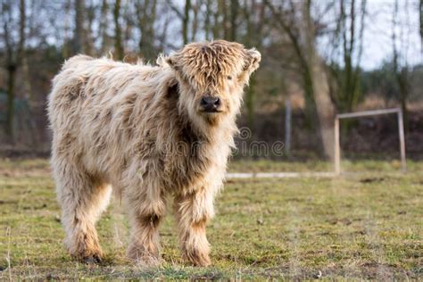 Vaca Do Gado Das Montanhas Imagem De Stock Imagem De Elevado