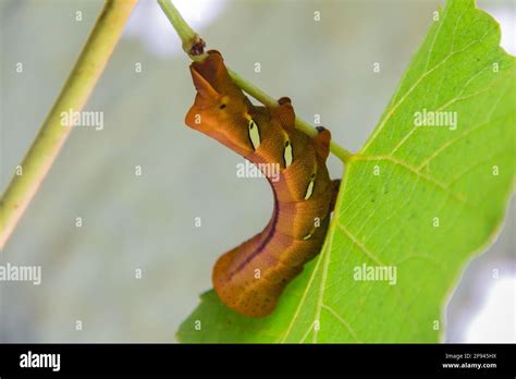 Moth Caterpillar Eumorpha Pandorus Eating On Leaf Stock Photo Alamy