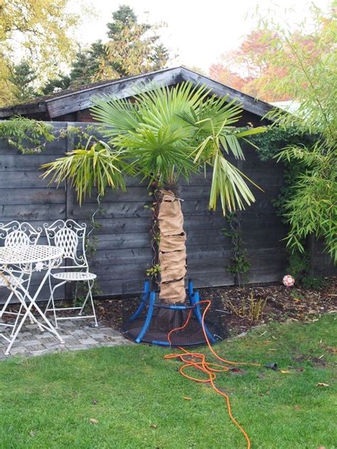 Exotengaertner De Chinesische Hanfpalmen Trachycarpus Fortunei