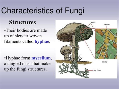 Ppt Characteristics Of Fungi Powerpoint Presentation Free Download