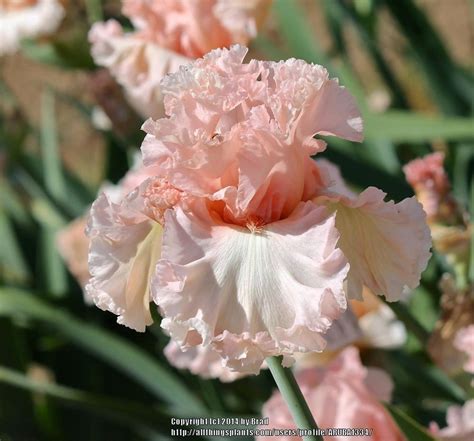 Photo Of The Bloom Of Tall Bearded Iris Iris Picture Book Posted By