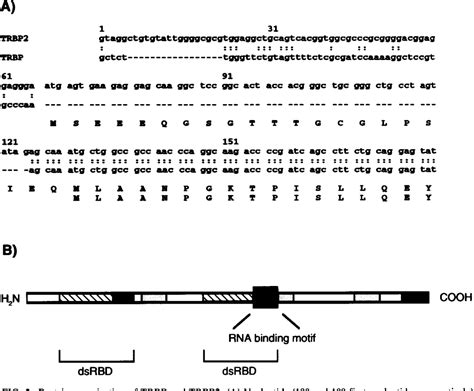 Sequential Steps In Tat Trans Activation Of Hiv 1 Mediated Through