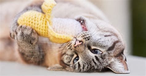 Can Cats Eat Bananas 4 Things To Know Before Feeding A Z Animals