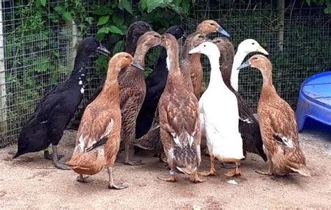 Indian Runners For Sale Ducks Breed Information Omlet